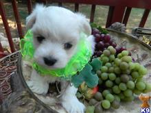 maltese puppy posted by Elegant Babies